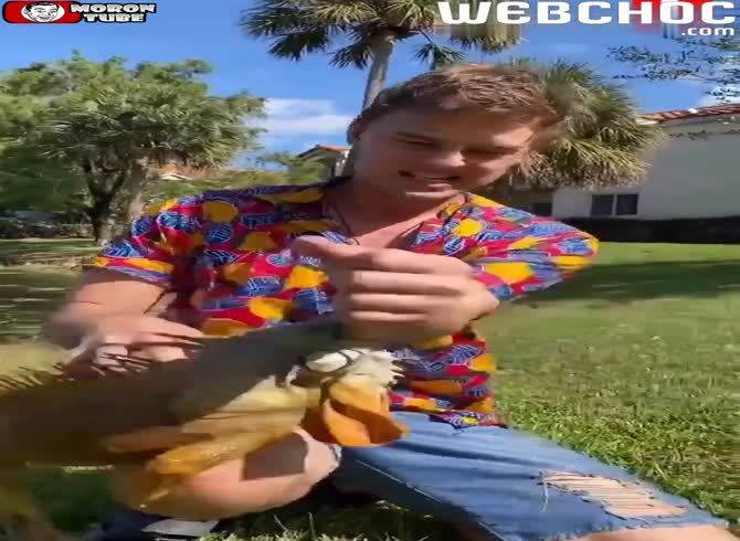 Video :Assessing an iguana's biting force